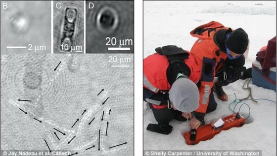研究小組使用全息顯微鏡在格陵蘭島冰層勘測微生物樣本