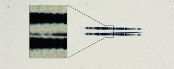 1917年10月24日拍攝范馬南星的光譜